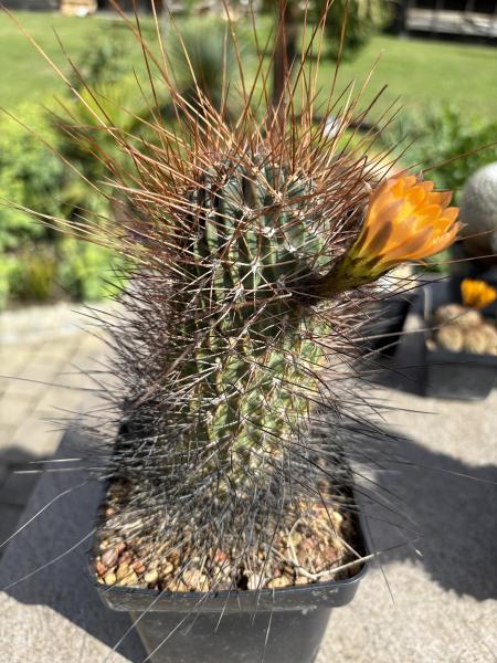 Lobivia wild bedornt